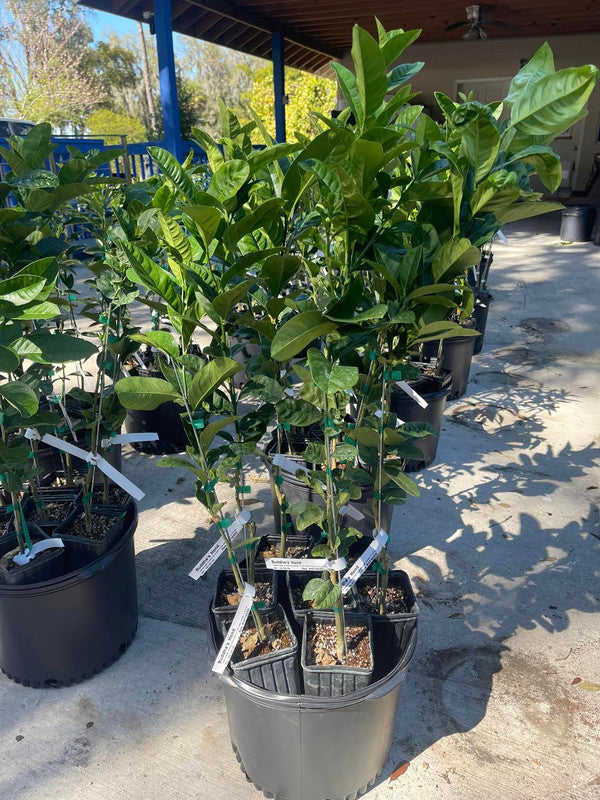 Red Ruby Grapefruit (Grafted) 2-4Ft Tall