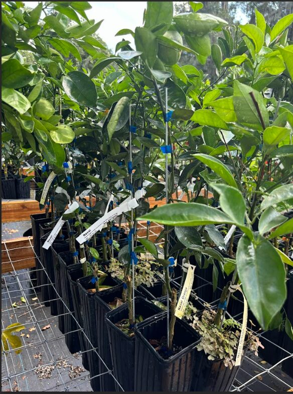Red Ruby Grapefruit (Grafted) 2-4Ft Tall