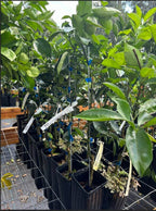 Red Ruby Grapefruit (Grafted) 2-4Ft Tall