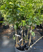 Red Ruby Grapefruit (Grafted) 2-4Ft Tall