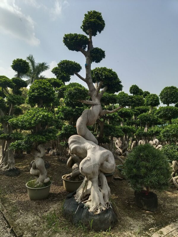 Ginseng Ficus Bonsai - Set 2 Trees