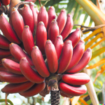 2 Red Banana Plants 4-8 Inc