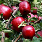 Red Delicious Apple Tree Plant