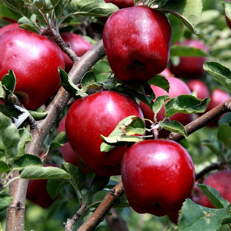 Red Delicious Apple Tree Plant