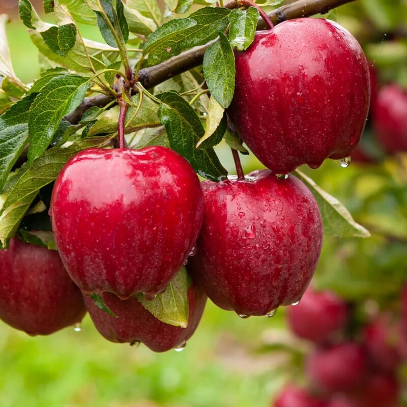 Red Delicious Apple Tree