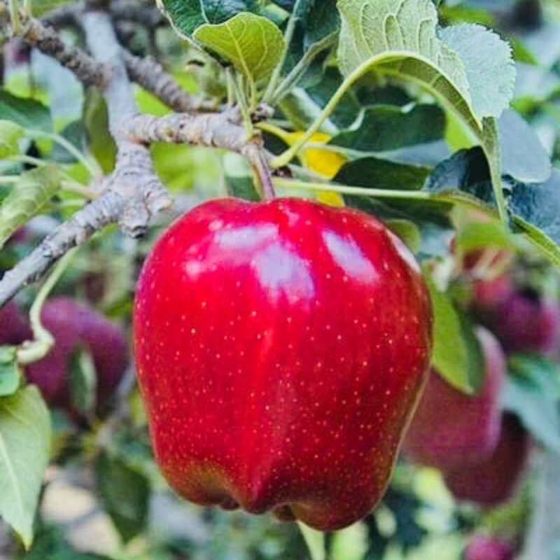 Red Delicious Apple Tree Plant