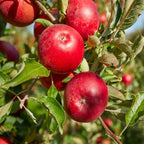 Red Delicious Apple