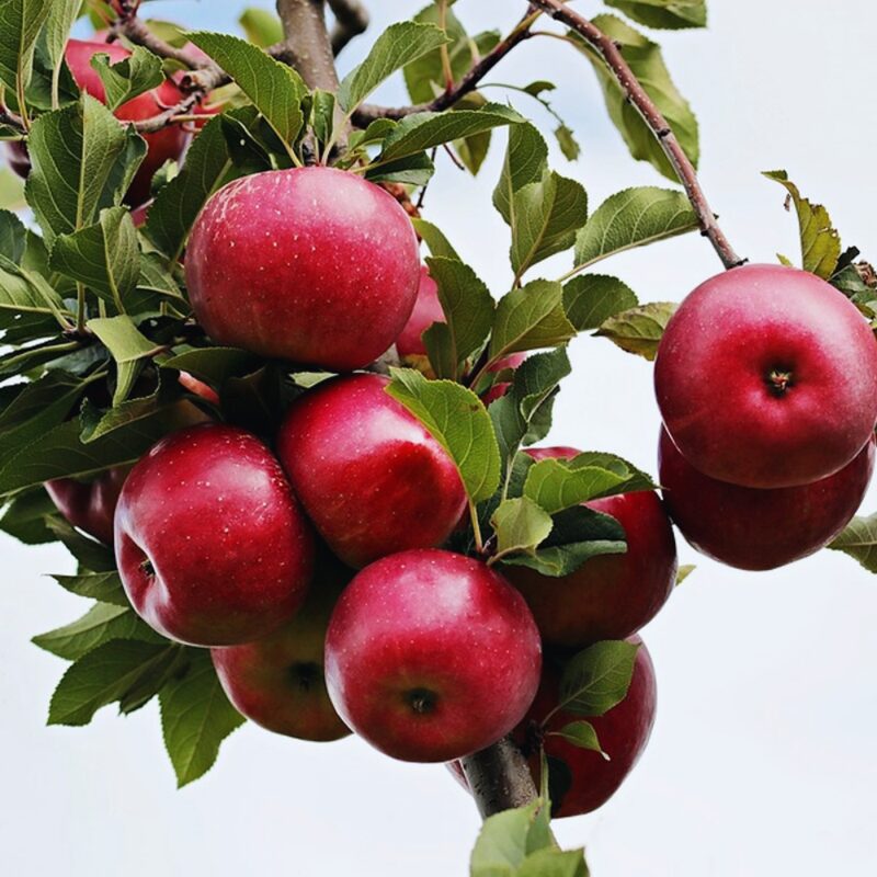 Red Rome Beauty Apple Tree Plant