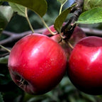Red Rome Beauty Apple Bare Root