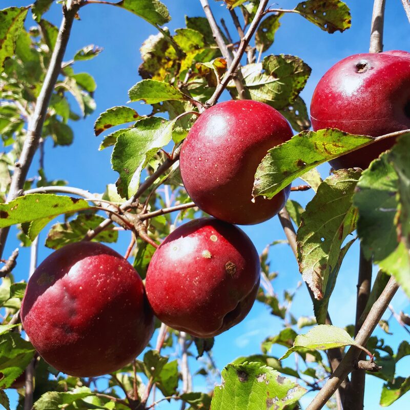 Red Rome Beauty Apple Tree