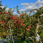 Red Rome Beauty Apple Tree