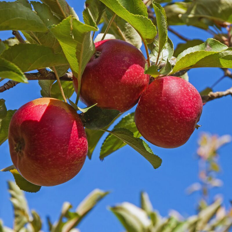 Red Rome Beauty Apple Bare Root