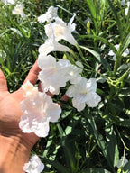 Mexican Petunia Plant