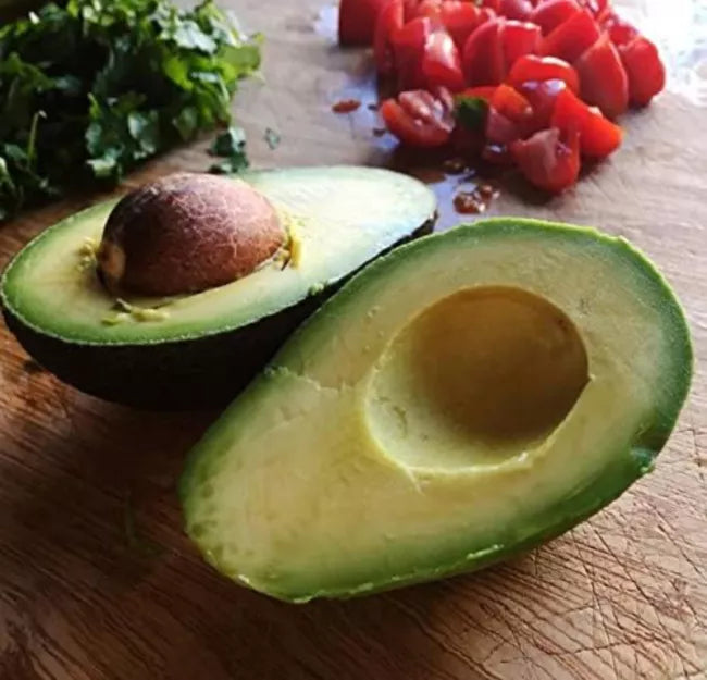 Hass Avocado Tree Live Avocado Tree Grafted 2-4Ft Tall