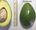 Simmonds Grafted Avocado Tree 2-4Ft Semi Dwarf
