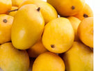 Alphonso Mango Tree Grafted (2-4 Feet Tall)