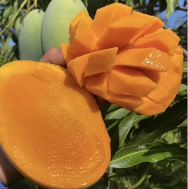 Malika Dwarf Cold Hardy Mango Tree Grafted 3-4 Ft Tall