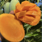 Malika Dwarf Cold Hardy Mango Tree Grafted 3-4 Ft Tall