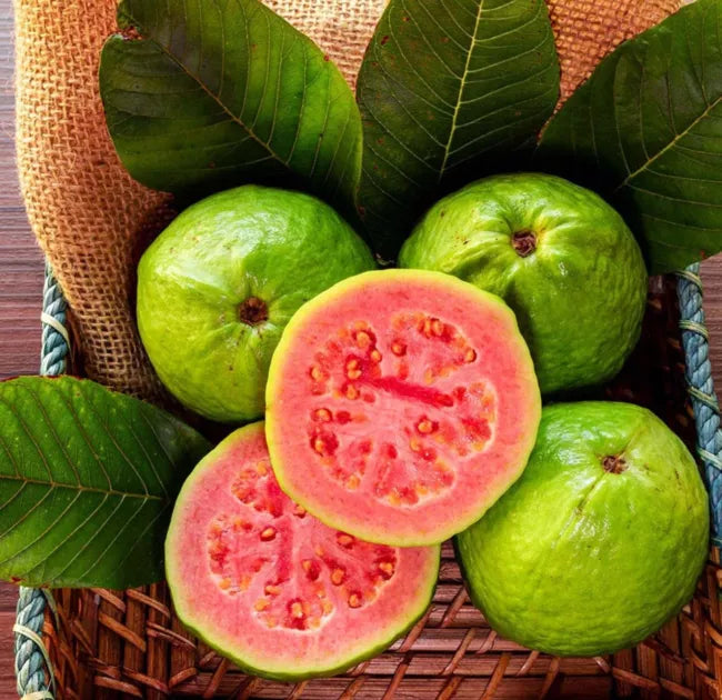 Ruby Supreme Red Guava Tree 2-4Ft Tall With (Air Layer Tree)