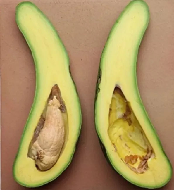 Russell Long Neck Avocado Tree From 2 To 3 Ft Tall
