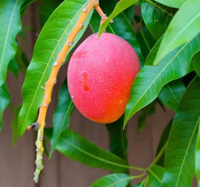 Haden Mango Grafted Tree 2-4 Ft Tall