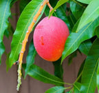 Haden Mango Grafted Tree 2-4 Ft Tall