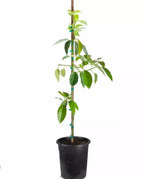 Grafted Mexicola Grande Avocado Tree, Cold Hardy 2-4Ft Tall