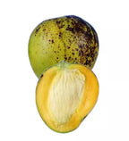Ice Cream Dwarf Mango Grafted Tree 2-4 Ft Tall