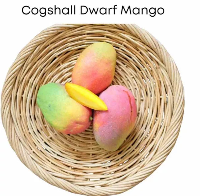 Cogshall Dwarf Mango Tree Grafted 2-4 Ft Tall