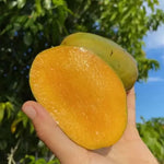 Julie Dwarf Mango Tree Grafted 2-4 Ft Tall