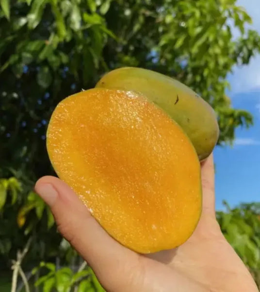 Julie Dwarf Mango Tree Grafted 2-4 Ft Tall