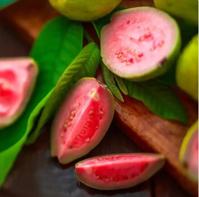 Strawberry Guava Tree Air Layered 2-4Ft Tall