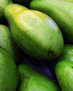 Catalina Avocado Trees Grafted 3-4 Feet Tall