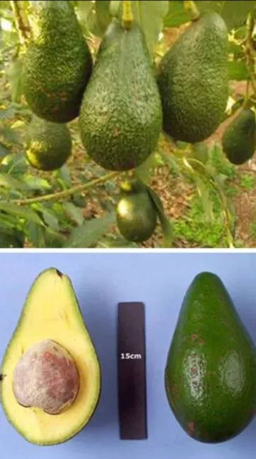 Hall Avocado Grafted Tree 2-4 Ft Tall Cold Hardy