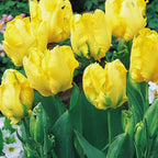 10 Golden Parrot Tulip Bulbs