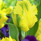40 Golden Parrot Tulip Bulbs