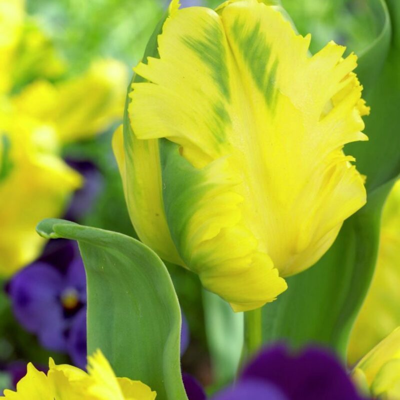 10 Golden Parrot Tulip Bulbs