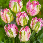 20 Weber's Pink Parrot Tulip Bulbs