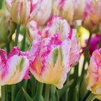 20 Weber's Pink Parrot Tulip Bulbs