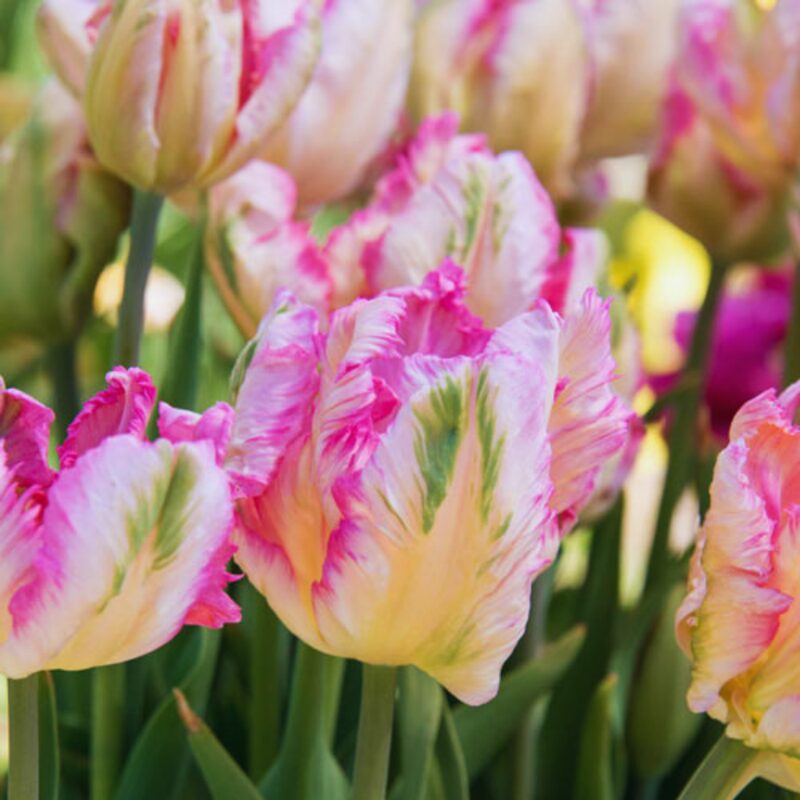 20 Weber's Pink Parrot Tulip Bulbs