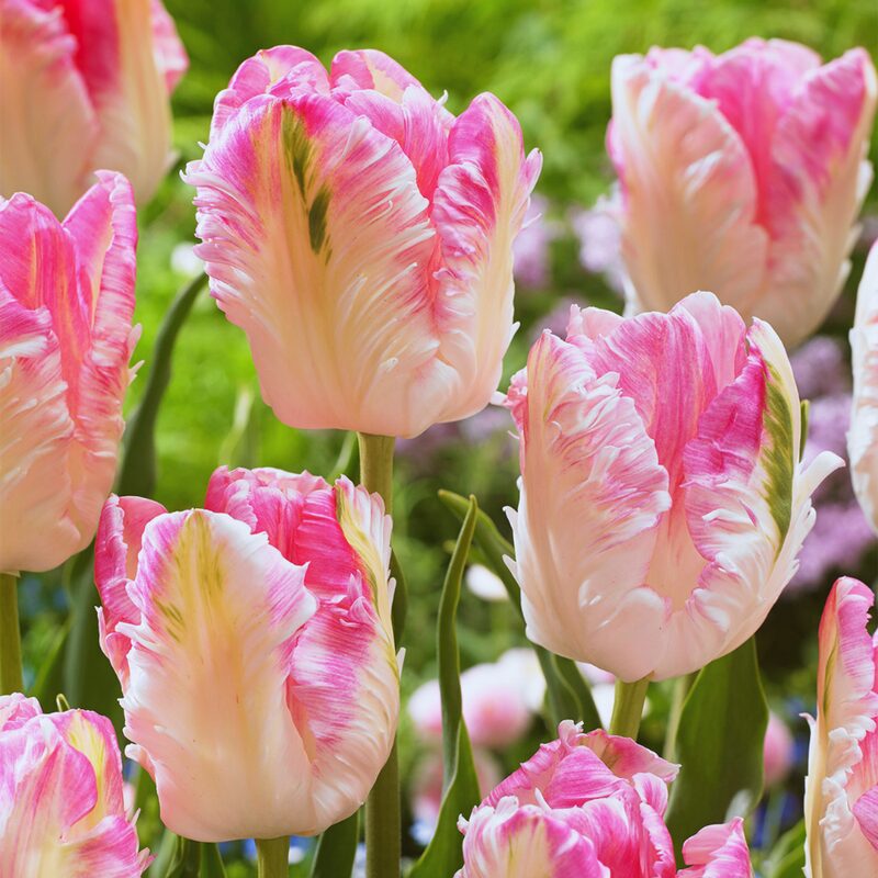 20 Pink and Silver Parrot Tulip Bulbs