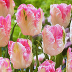 10 Weber's Pink Parrot Tulip Bulbs
