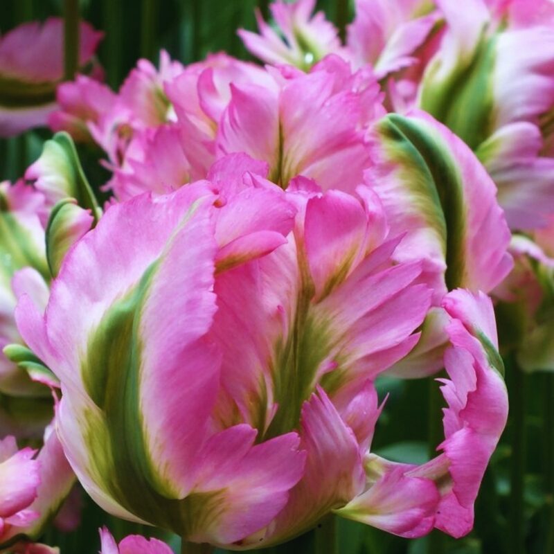 10 Weber's Pink Parrot Tulip Bulbs