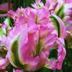30 Weber's Pink Parrot Tulip Bulbs
