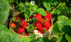 Strawberry Plants Bareroot - 250 Bareroots - Eversweet Everbearing Strawberry
