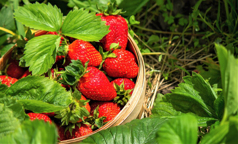 Strawberry Plants Bareroot - 50 Bareroots - Honeoye Strawberry