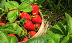 Strawberry Plants Bareroot - 100 Bareroots - Honeoye Strawberry