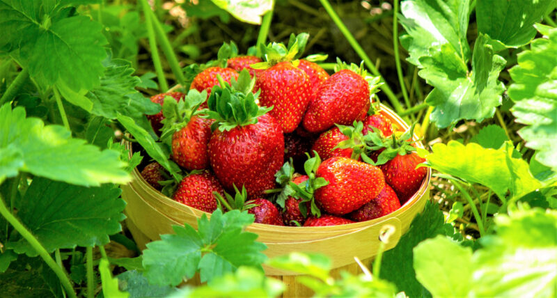 Strawberry Plants Bareroot - 250 Bareroots - Cabot Strawberry