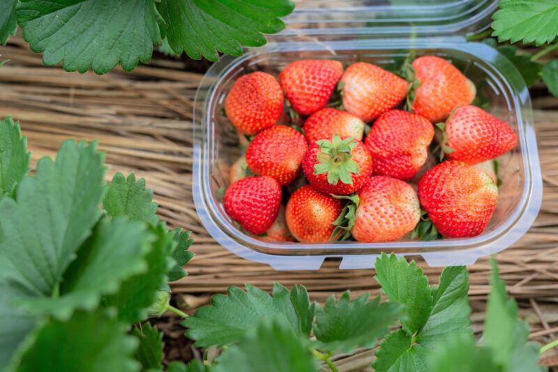 Strawberry Plants Bareroot - 100 Bareroots - Cabot Strawberry