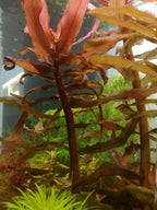 Ammonia Gracilis Aquarium Plant, 7 Stems Live Plant
